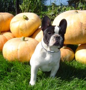 Publication : du Domaine Rosaris Auteur : Vanessa Grossemy