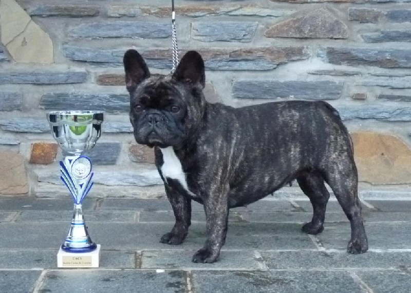 Jasmine du Domaine Rosaris - 1ère EXC - CACS- MEILLEUR DE RACE (BOB) en classe Ouverte