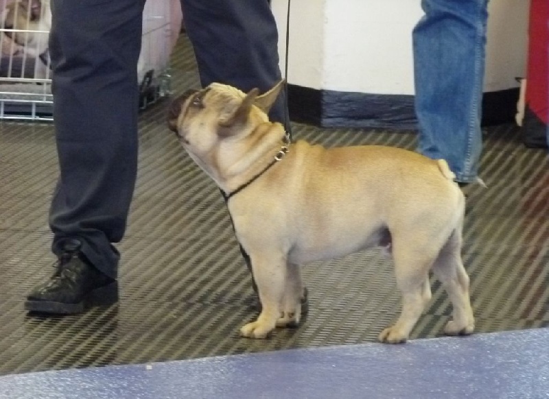 T'abaksihold aglaos - 1er Excellent en classe jeune fauve