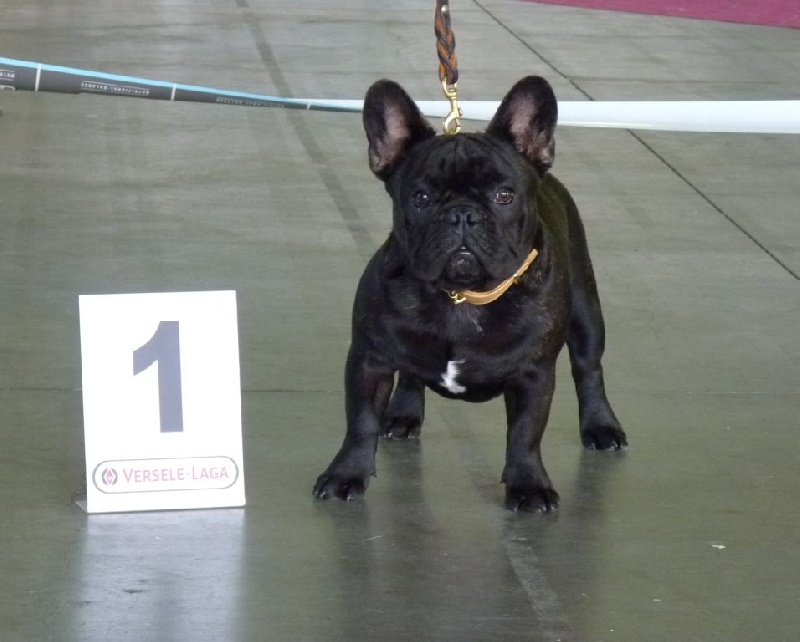 Nick Du sourire doux - 1er Très Prometteur + MEILLEUR PUPPY