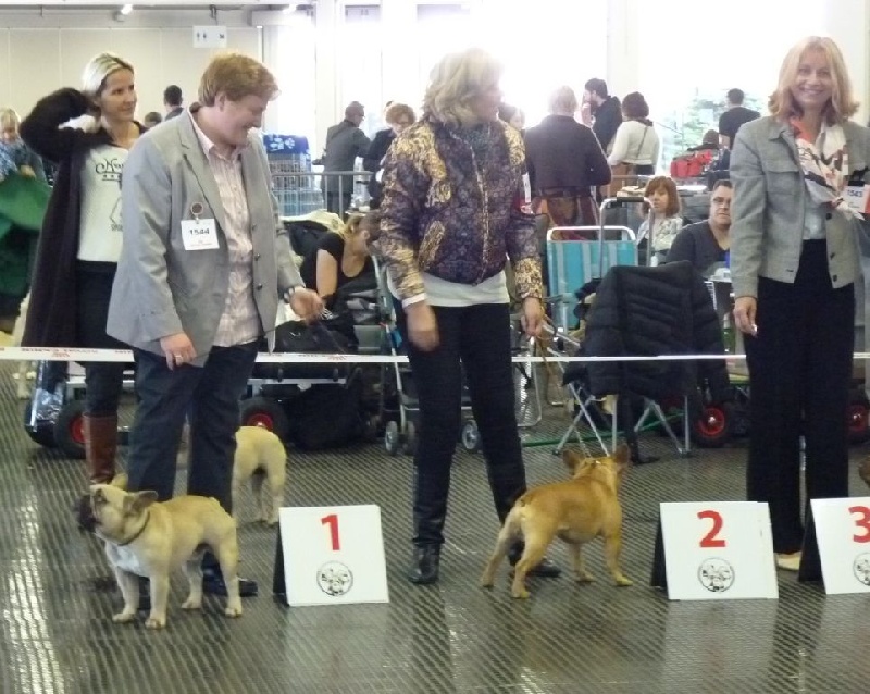 T'abaksihold aglaos - 1er Excellent en classe jeune fauve