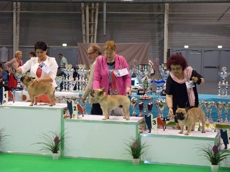 T'abaksihold aglaos - 2ème Excellent en classe Intermédiaire Fauve