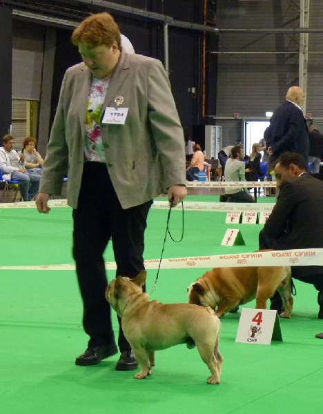 T'abaksihold aglaos - 2eme Excellent classe intermédiaire fauve