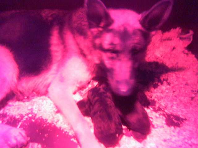 Publication : De La Beadrie