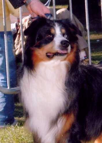 Publication : des Chemins Cathares