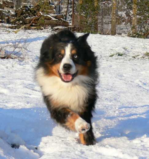 Publication : des Chemins Cathares