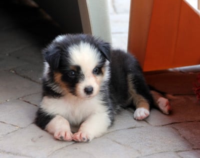 Les chiots de Berger Australien