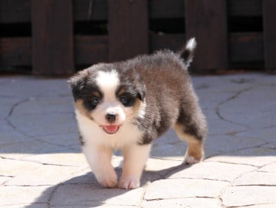 Les chiots de Berger Australien