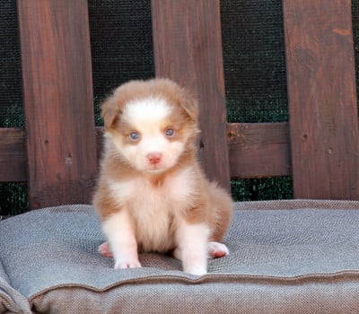 Les chiots de Berger Australien