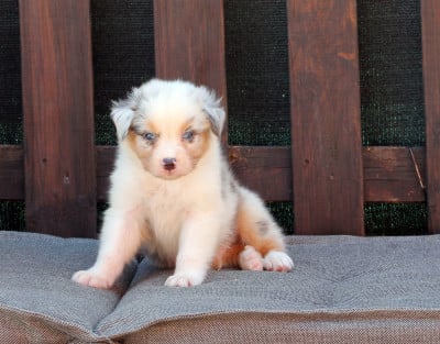 Les chiots de Berger Australien