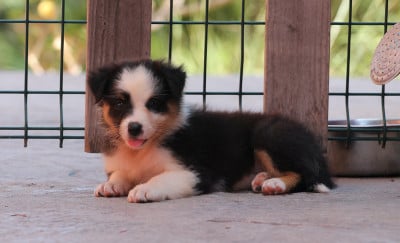 Les chiots de Berger Australien
