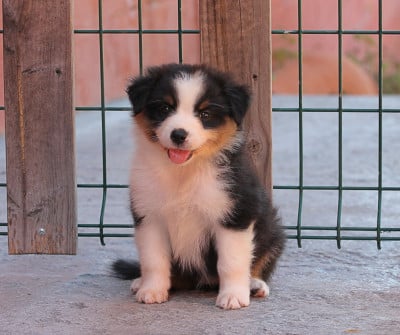 Les chiots de Berger Australien