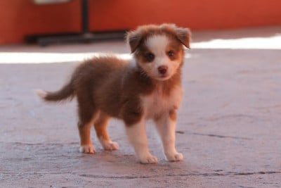 Les chiots de Berger Australien