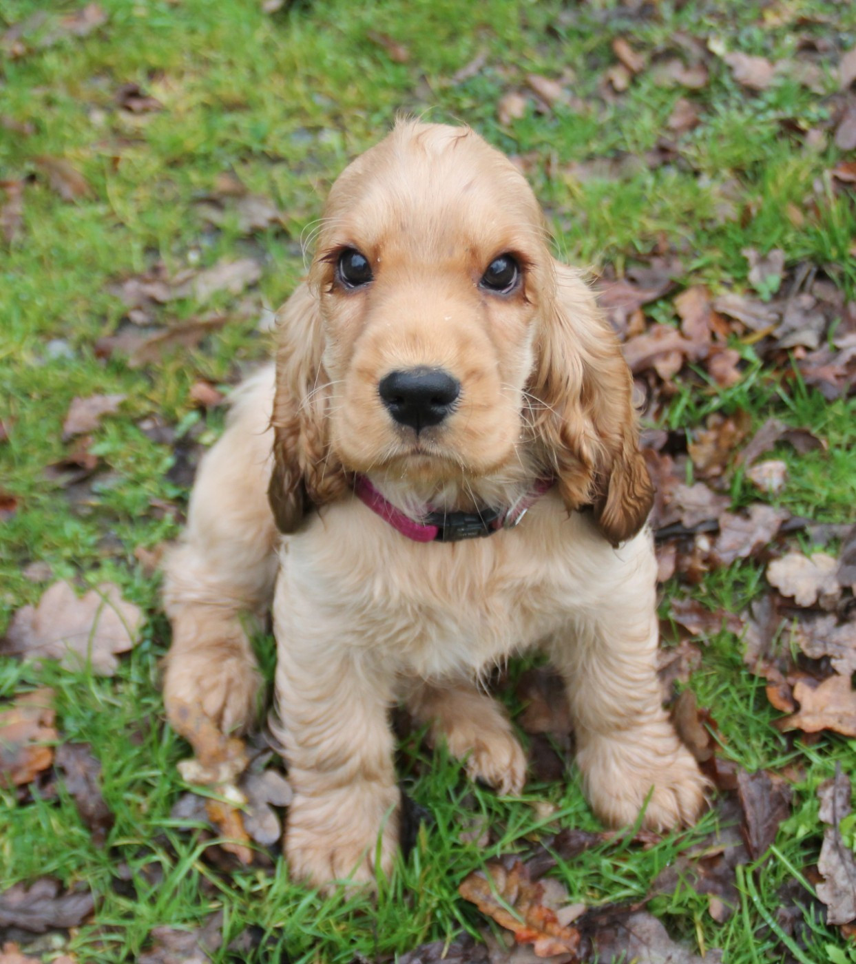 Publication : des geants du bocage Auteur : Géants du Bocage