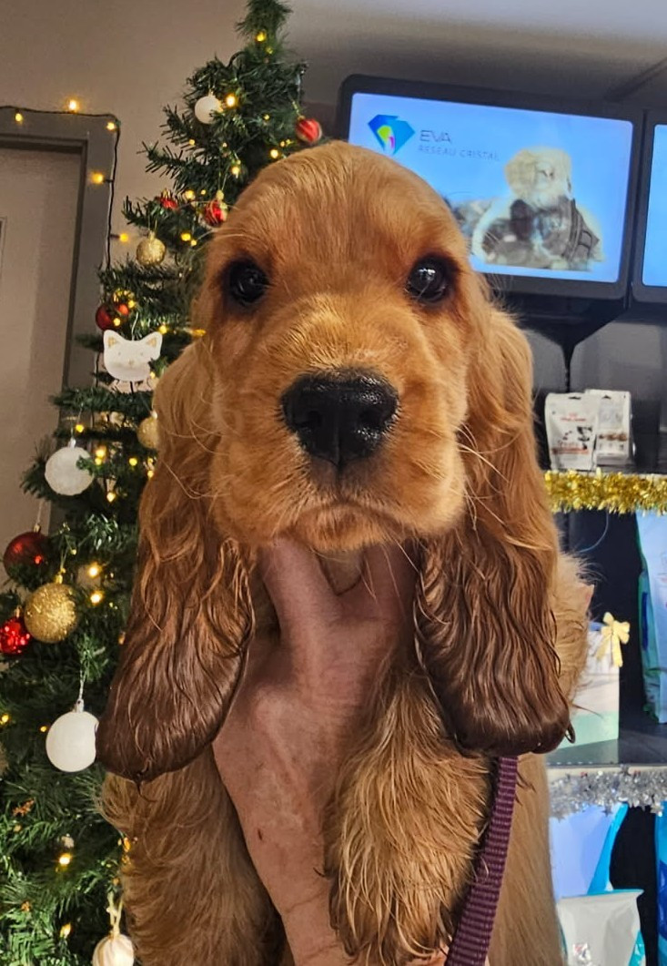 Publication : des geants du bocage Auteur : Géants du Bocage