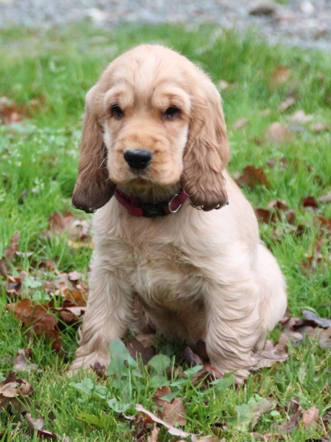 Abyss des geants du bocage