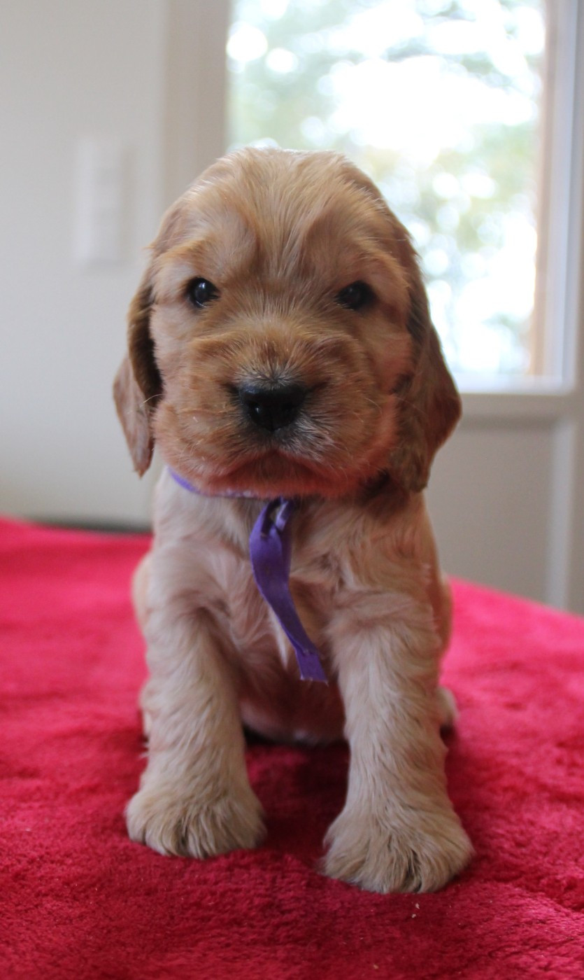 Abyss des geants du bocage