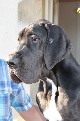 Jeshaia des geants du bocage