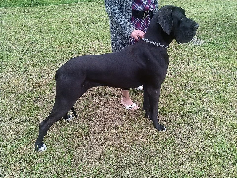 Jeshaia des geants du bocage