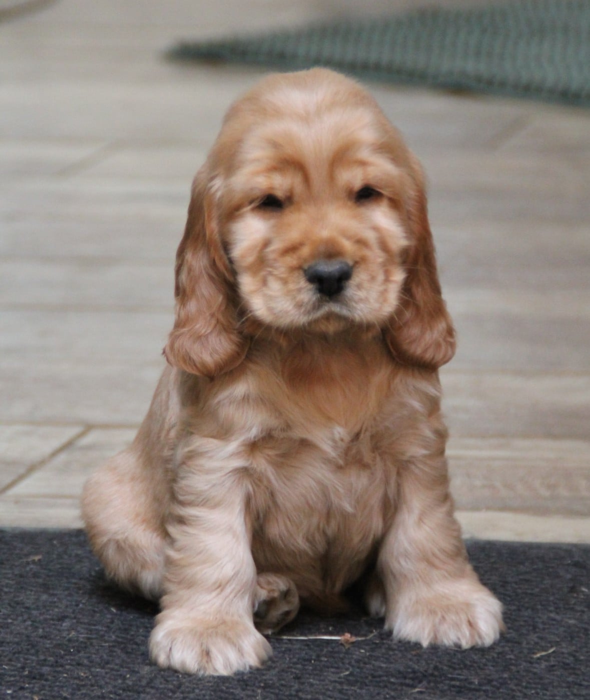 Male Golden