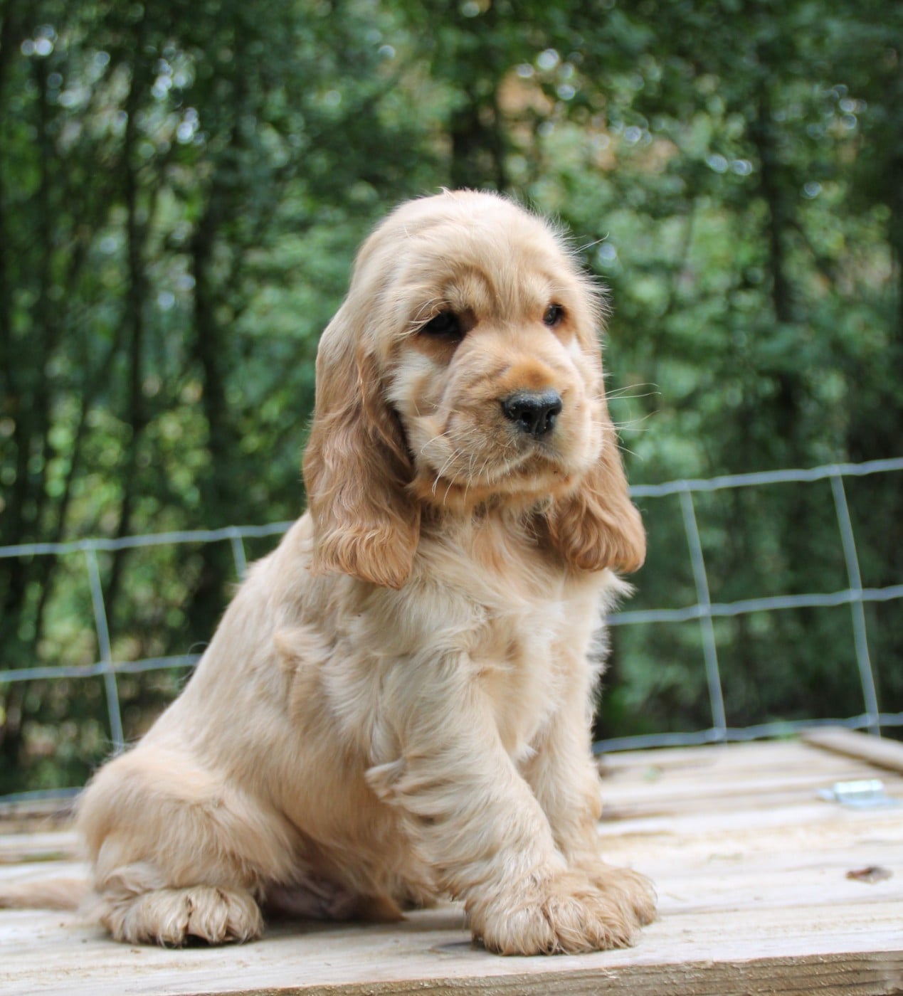 Male Golden