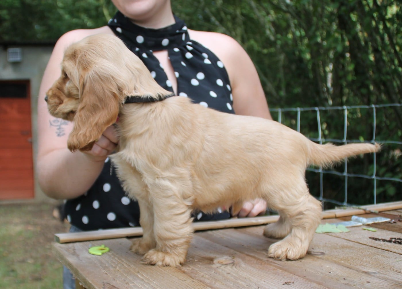 Male Golden