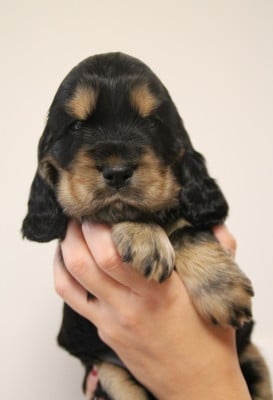Les chiots de Cocker Spaniel Anglais