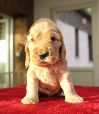 Les chiots de Cocker Spaniel Anglais