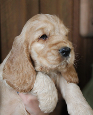 Les chiots de Cocker Spaniel Anglais