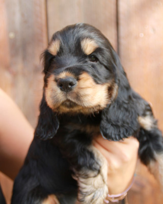 Les chiots de Cocker Spaniel Anglais
