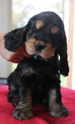 Les chiots de Cocker Spaniel Anglais