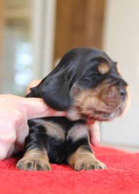 Les chiots de Cocker Spaniel Anglais