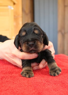Les chiots de Cocker Spaniel Anglais