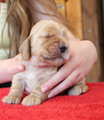 Les chiots de Cocker Spaniel Anglais