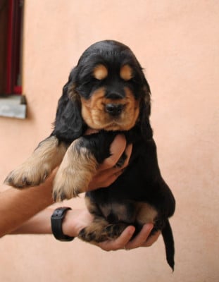 Les chiots de Cocker Spaniel Anglais