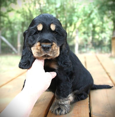 Les chiots de Cocker Spaniel Anglais