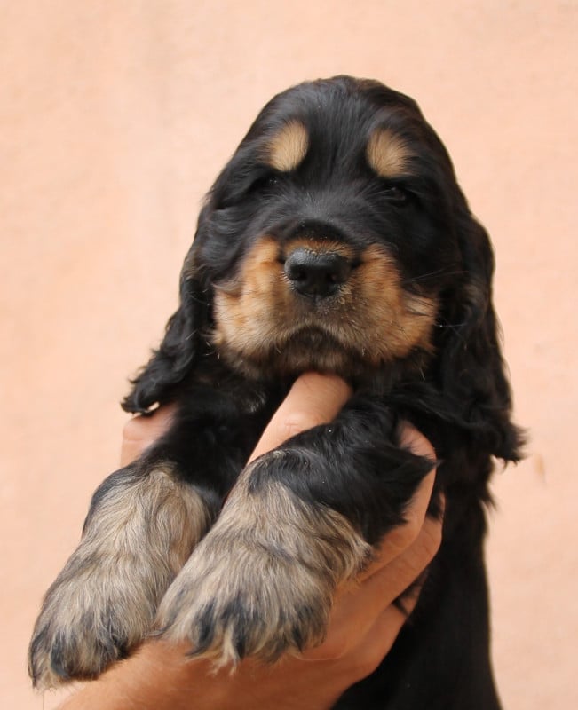 Cocker Spaniel Anglais - des geants du bocage