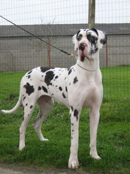 Venise des geants du bocage - excellent