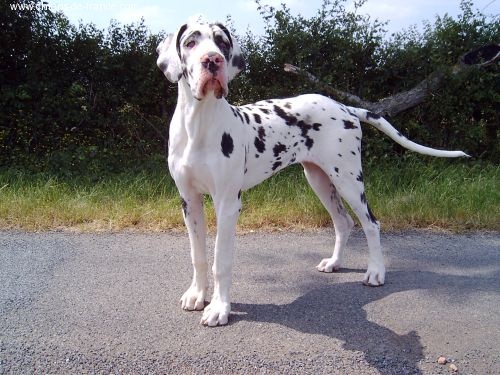 Venise des geants du bocage - 3eme exellent plus classe intermediaire