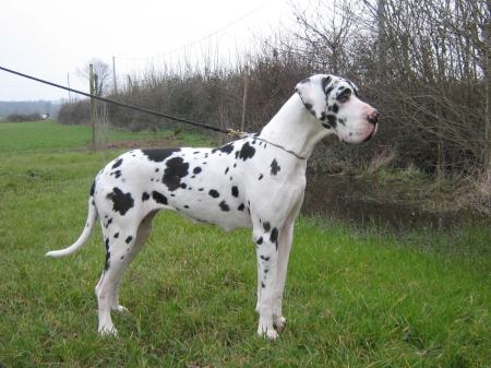 Venise des geants du bocage - 1er exellent C A C MEILLEUR FEMELLE
