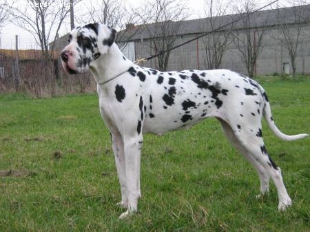 Venise des geants du bocage - 1er exellent + classe ouverte