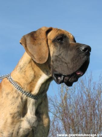 Djazy des geants du bocage - Très Prometteur en classe Puppy