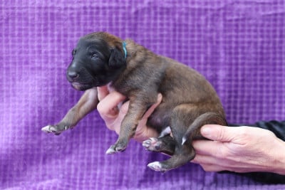 Les chiots de Barzoi