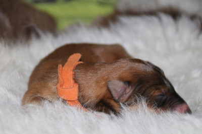 Les chiots de Barzoi