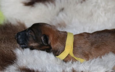Les chiots de Barzoi