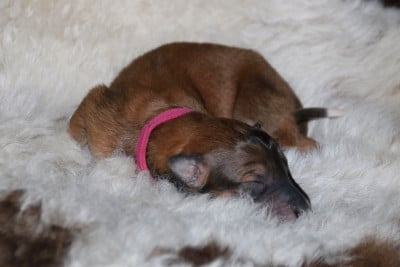 Les chiots de Barzoi