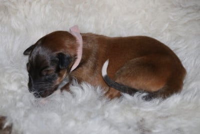 Les chiots de Barzoi