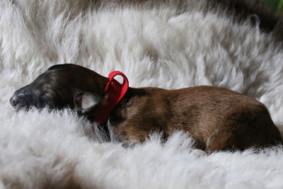 Les chiots de Barzoi
