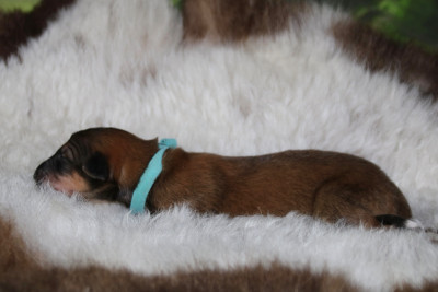 Les chiots de Barzoi