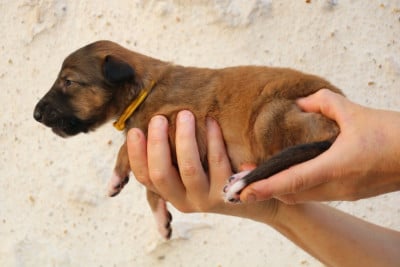 Les chiots de Barzoi